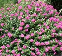 Pocomoke Dwarf Crape Myrtle