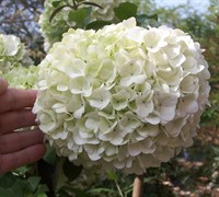 Shop Chinese Snowball Viburnum - 3 Gallon