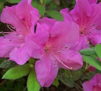 Autumn Amethyst Encore Azalea