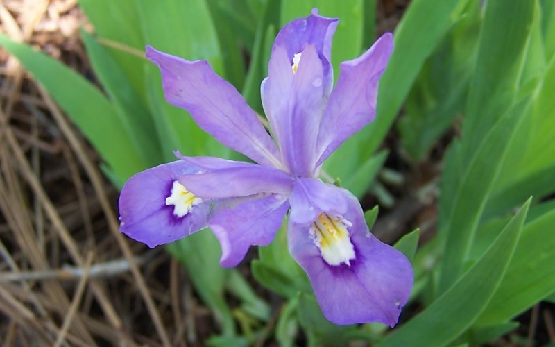 Dwarf Crested Iris blue - 1 Gallon - Perennial Plants | ToGoGarden