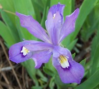 Dwarf Crested Iris blue