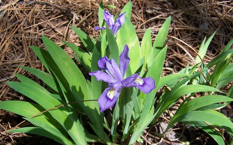 Dwarf Crested Iris blue Photo 3