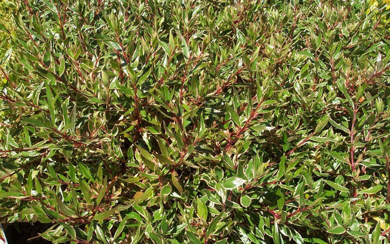 ConfettiÂ® Dwarf Abelia - Abelia grandiflora 'Confetti' Photo 3