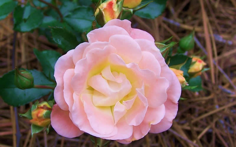 Peach Drift Rose Photo 8