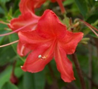 Knaphill Red Native Azalea - Rhododendron