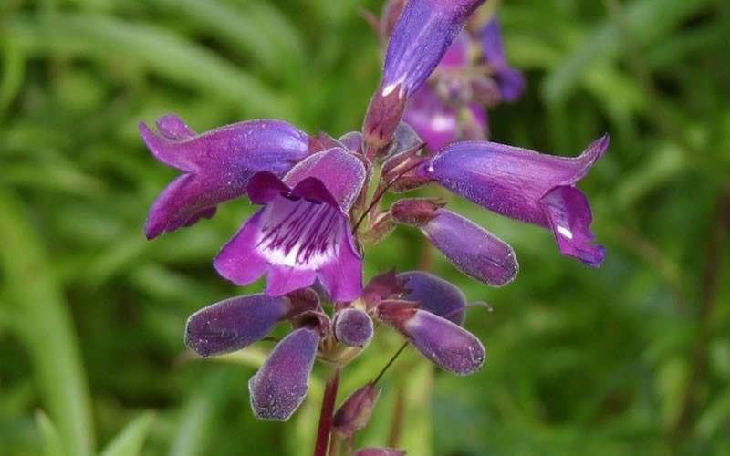 Polaris Purple Penstemon - Beardtongue - 12 Count Flat of Pint Pots - Perennials for Spring Color | ToGoGarden