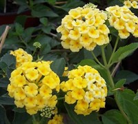 Chapel Hill Yellow Hardy Lantana