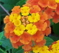 Sonset Hardy Lantana