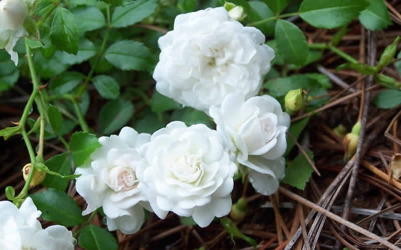 White Drift Rose Photo 1