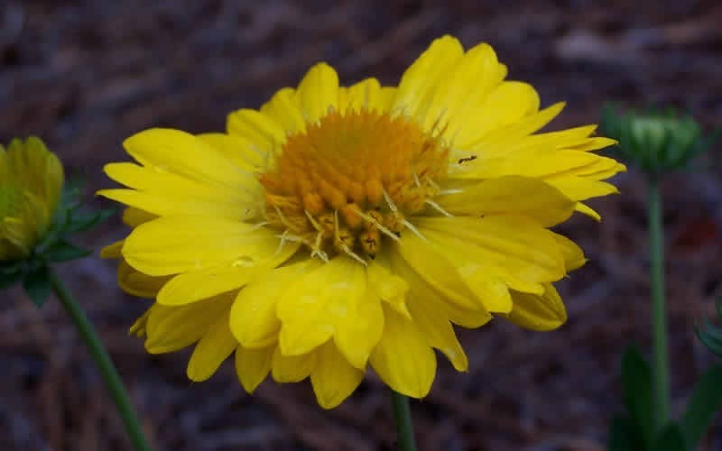 Yellow Blanket Flower - 3 Count Flat of Pint Pots - Perennials for Spring Color | ToGoGarden