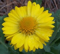 Yellow Blanket Flower