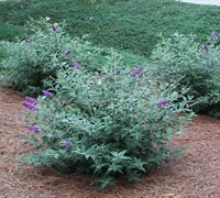 Lo & Behold Blue Chip Butterfly Bush