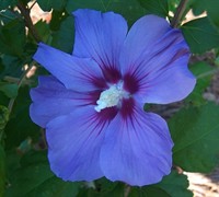 Blue Satin Hibsicus Rose of Sharon - Hibiscus syriacus 'Blue Satin' Blue Satin Hibsicus Rose of Sharon - Hibiscus syriacus 'Blue Satin'