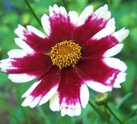 Ruby Frost Coreopsis 
