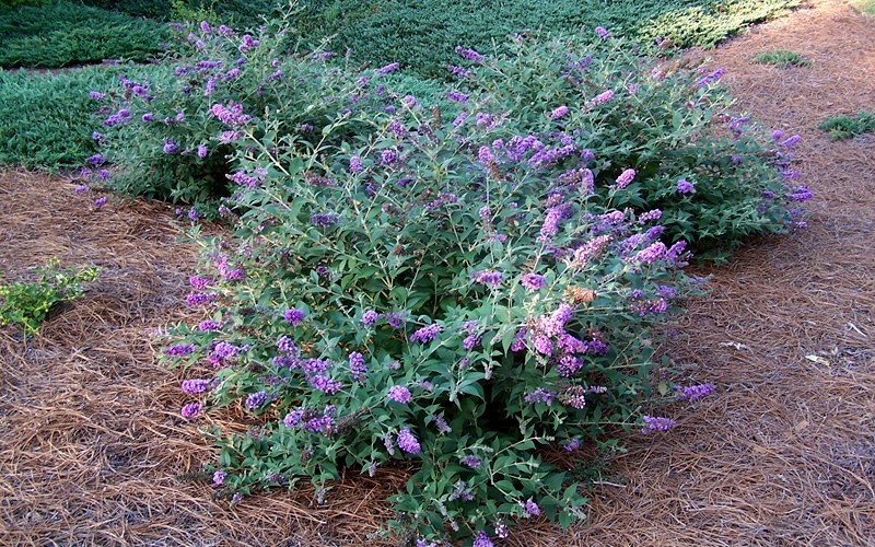 Lo & Behold Blue Chip Butterfly Bush Photo 4