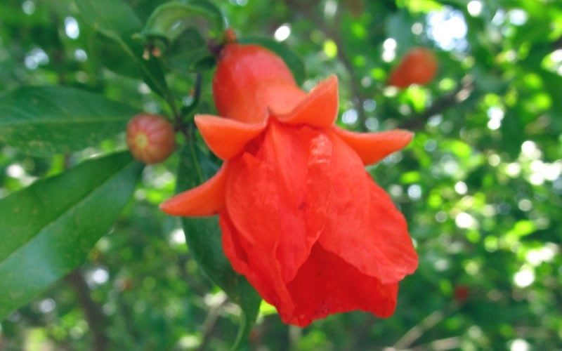 Dwarf Pomegranate - Punica granatum - 'Nana' - 1 Gallon - Pomegranate Trees | ToGoGarden