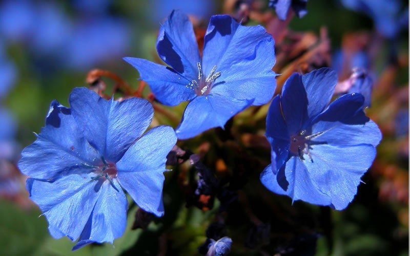 Hardy Blue Plumbago - 10 Count Flat  - Perennials for Groundcover or Crevices | ToGoGarden