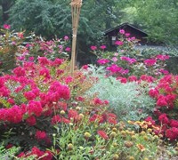 Razzle Dazzle Cherry Dwarf Crape Myrtle