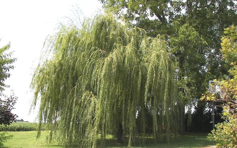 Willow - 3 Gallon - Perennial Plants | ToGoGarden