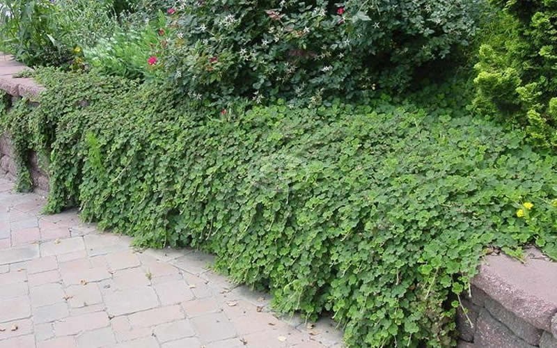 Creeping Raspberry - 18 Count Flat of 3.5" Pots - Rubus - Creeping Raspberry | ToGoGarden