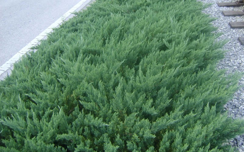Parsoni Juniper - Juniperus davurica 'Parsonii' - 2.5 Quart - Junipers | ToGoGarden