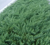 Shop Parsoni Juniper - Juniperus davurica 'Parsonii' - 2.5 Quart