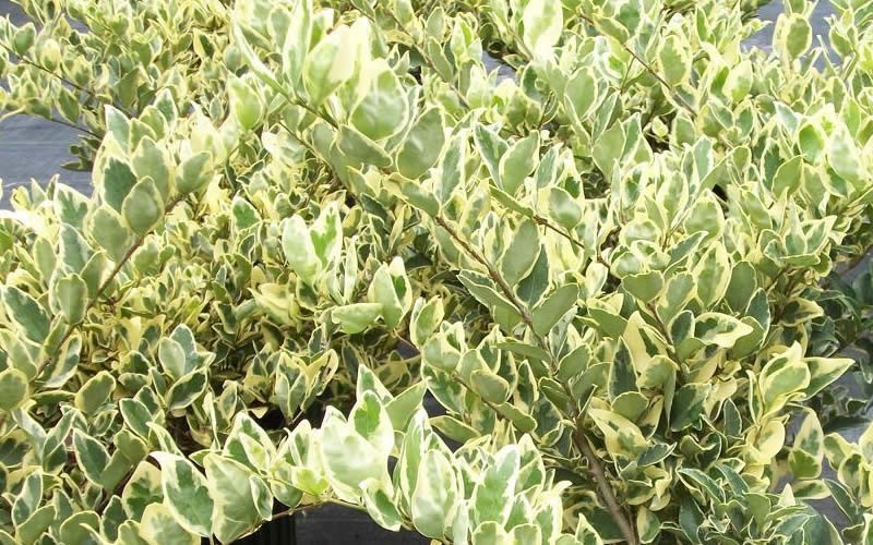 Jack Frost Ligustrum - Ligustrum japonicum 'Jack Frost' - 3 Gallon - Shrubs for Spring Color | ToGoGarden