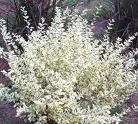 Variegated Privet - Ligustrum sinense 'Variegata'