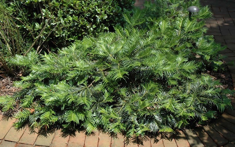 Creeping Plum Yew - Cephalotaxus harringtonia 'Prostrata' - 3 Gallon - Yew Shrubs | ToGoGarden
