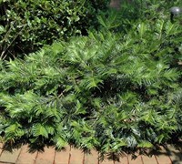 Shop Creeping Plum Yew - Cephalotaxus harringtonia 'Prostrata' - 1 Gallon