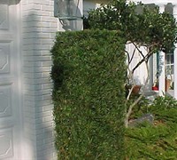 Upright Japanese Yew - Podocarpus macrophyllus