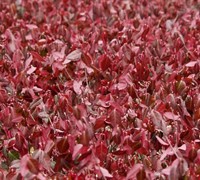 Coloratus Purple Winter Creeper