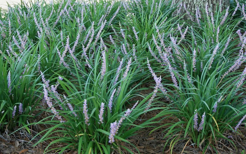 Big Blue Monkey Grass - 2.5 Quart - Deer Resistant Groundcover Plants | ToGoGarden