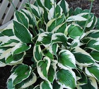 Patriot Hosta Lily