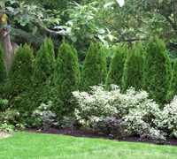 Shop Emerald Green Arborvitae - 2.5 Quart