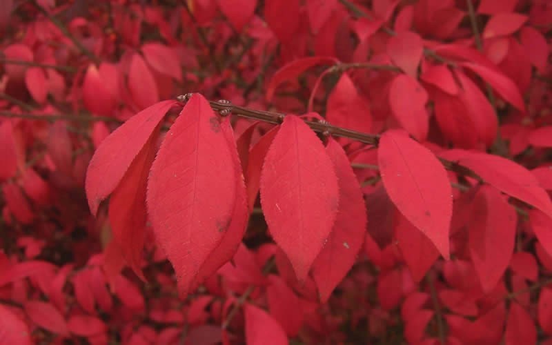 Dwarf Burning Bush - Euonymus alatus 'Compacta' Photo 3