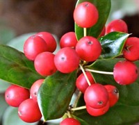 Dwarf Burfordi Holly