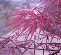 Crimson Queen Japanese Maple 