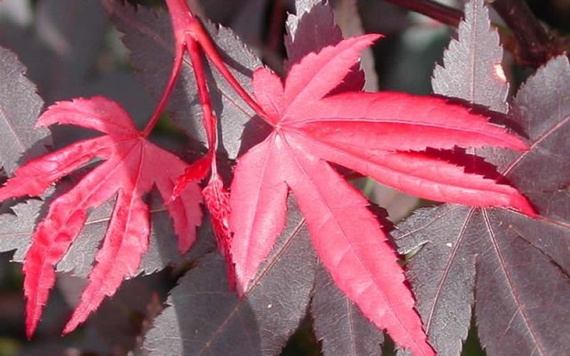 Hefner's Red Japanese Maple - 3 Gallon - Japanese Maples - All | ToGoGarden