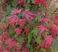 Kandy Kitchen Japanese Maple