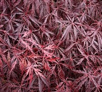 Shop Tamukeyama Japanese Maple - 2 Gallon