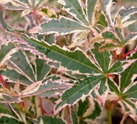 Okukuji Nishiki Japanese Maple