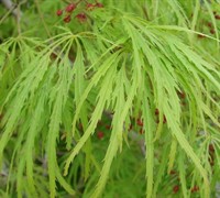 Viridis Japanese Maple