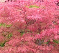 Watnong Japanese Maple