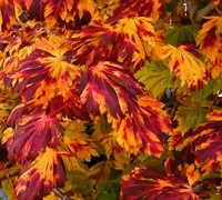 Shop Dancing Peacock Full Moon Japanese Maple - 3 Gallon