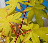 Shop Summer Gold Japanese Maple - 2 Gallon