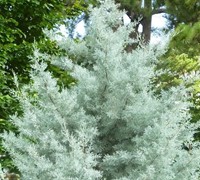 Shop Silver Smoke Arizona Cypress  - 1 Gallon