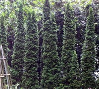 Degroot's Spire Arborvitae