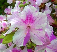 Shop Autumn Twist Encore Azalea - 1 Gallon