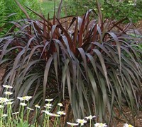 purple fountain grass toxic to dogs